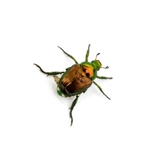 Japanese Beetle identification in Cordova, TN |  Allied Termite & Pest Control