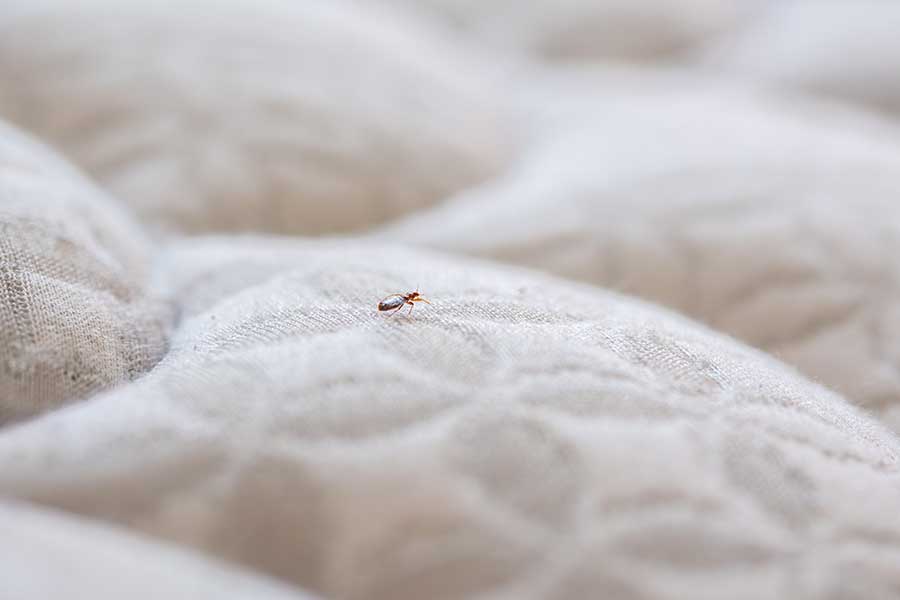 Does anything keep bed bugs away in Cordova, TN |  Allied Termite & Pest Control