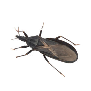 Kissing Bug identification in Cordova, TN |  Allied Termite & Pest Control