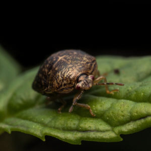 Kudzu Bug identification in Cordova, TN |  Allied Termite & Pest Control