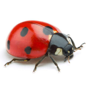 Ladybug identification in Cordova, TN |  Allied Termite & Pest Control