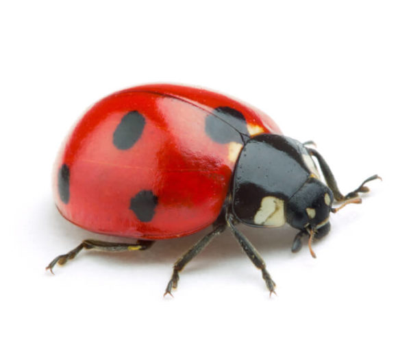 Ladybug identification in Cordova, TN |  Allied Termite & Pest Control