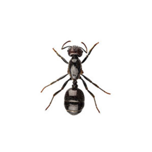 Little Black Ant identification in Cordova, TN |  Allied Termite & Pest Control