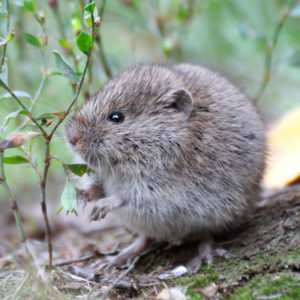 Meadow Vole identification in Cordova, TN |  Allied Termite & Pest Control