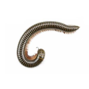 Millipede identification in Cordova, TN |  Allied Termite & Pest Control