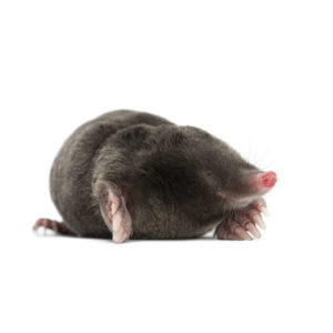 Mole identification in Cordova, TN |  Allied Termite & Pest Control