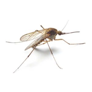 Mosquito identification in Cordova, TN |  Allied Termite & Pest Control