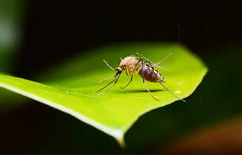 A mosquito on a leaf | Allied Termite & Pest Control