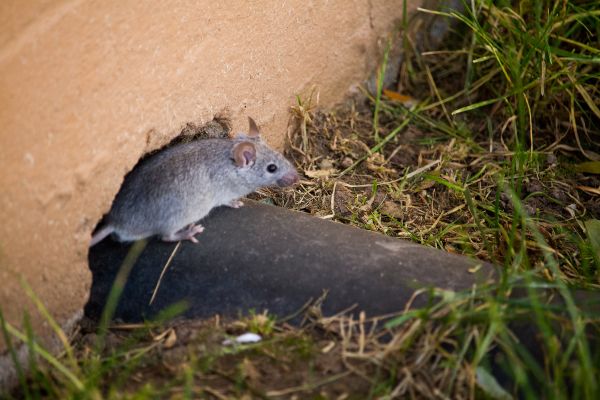 Do I have rats or mice; Allied Termite & Pest Control