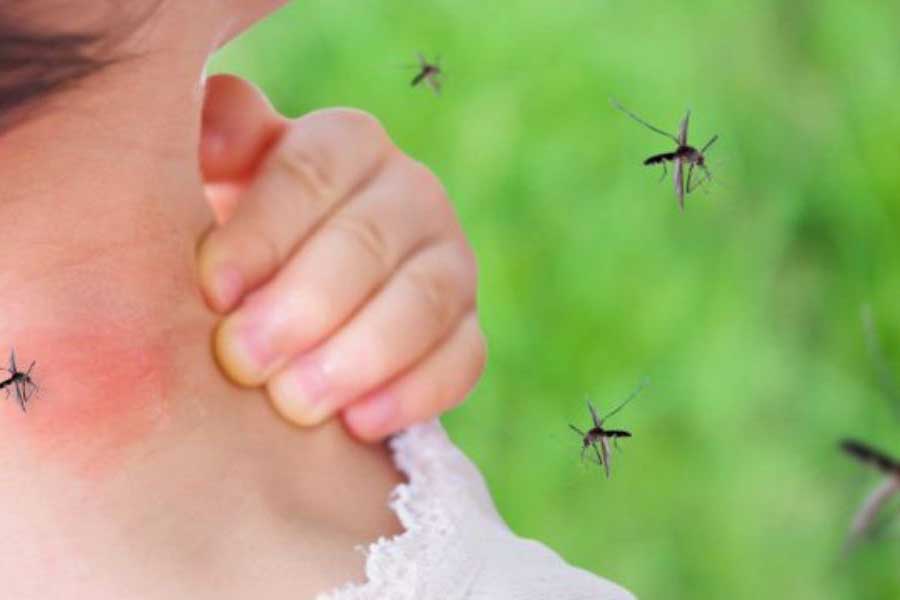 What attracts mosquitoes in Cordova, TN | Allied Termite & Pest Control