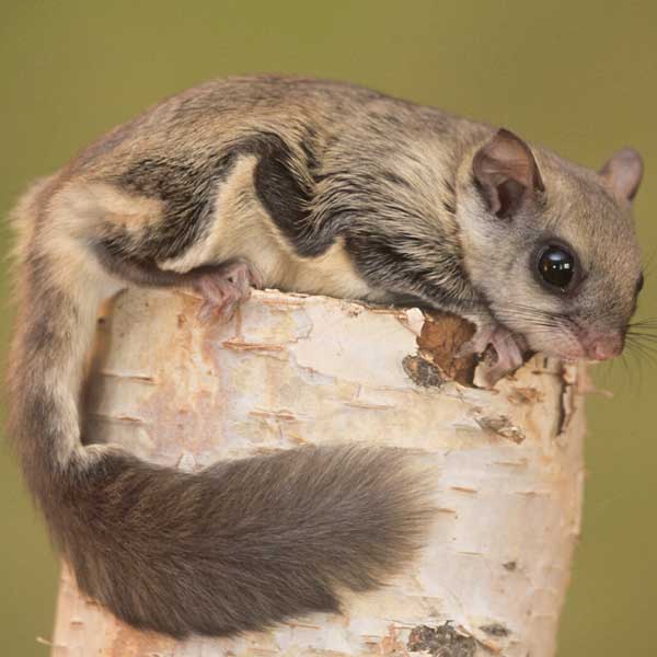 Northern Flying Squirrel identification in Cordova, TN |  Allied Termite & Pest Control