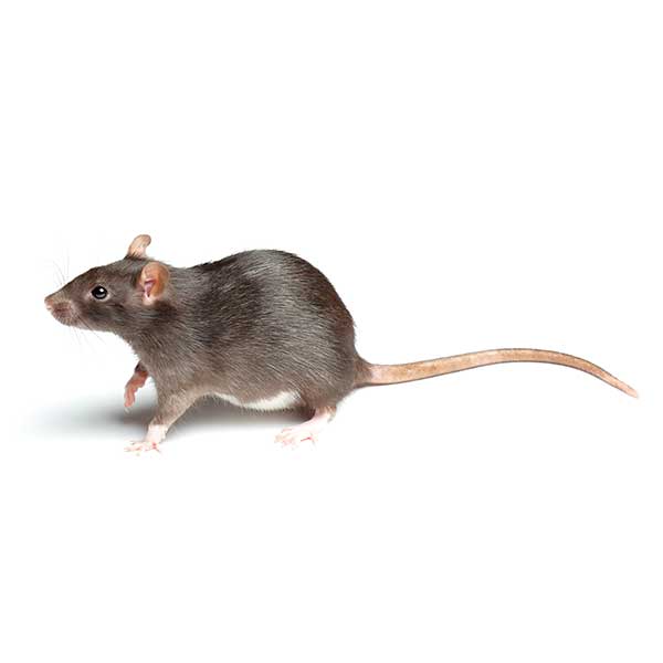 Norway Rat | Allied Termite & Pest Control serving Memphis, TN