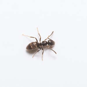 Odorous House Ant identification in Cordova, TN |  Allied Termite & Pest Control