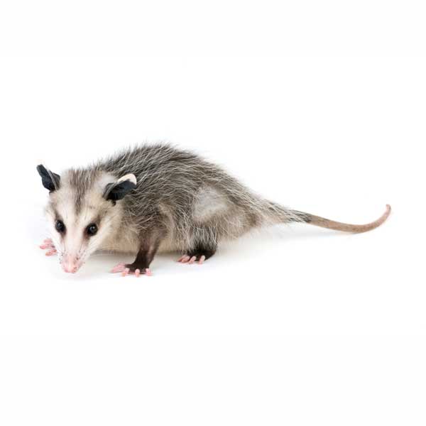 Opossum identification in Cordova, TN |  Allied Termite & Pest Control