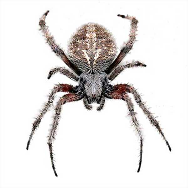 Orb-Weaver Spider identification in Cordova, TN |  Allied Termite & Pest Control