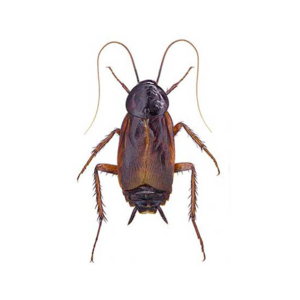 Oriental Cockroach identification in Cordova, TN |  Allied Termite & Pest Control