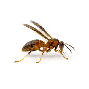 Paper Wasp identification in Cordova, TN |  Allied Termite & Pest Control
