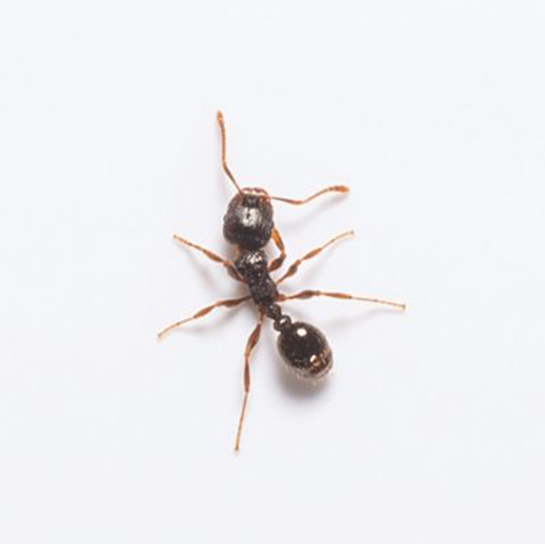 Pavement Ant identification in Cordova, TN |  Allied Termite & Pest Control