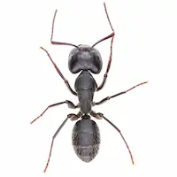 Carpenter Ant | Allied Termite & Pest Control serving Memphis, TN