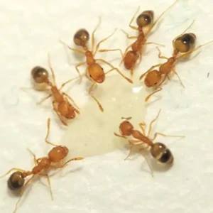 A cluster of pharaoh ants around a droplet of water - Keep ants away from your kitchen with Allied Termite and Pest Control in TN
