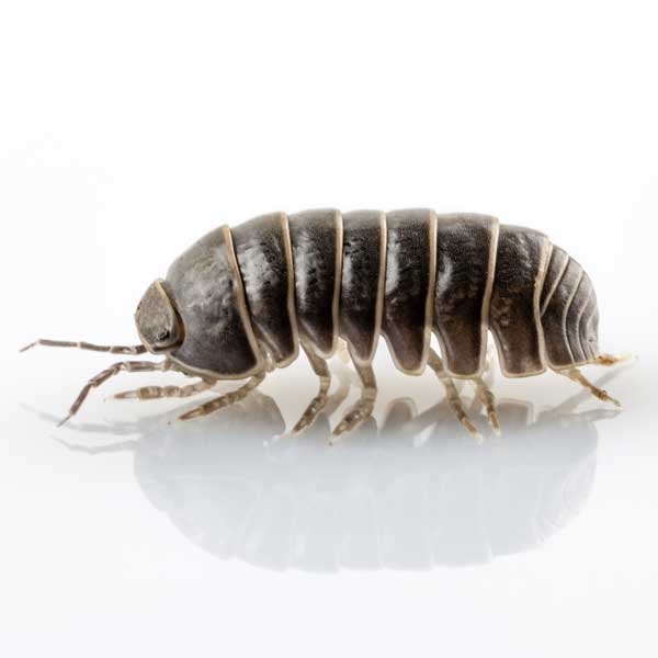 Pillbug identification in Cordova, TN |  Allied Termite & Pest Control