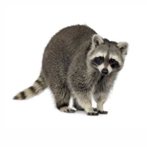 Raccoon identification in Cordova, TN |  Allied Termite & Pest Control