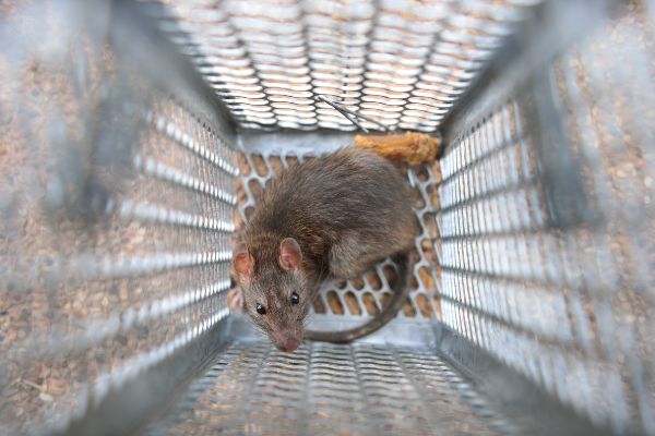 What is rodent exclusion; Allied Termite & Pest Control