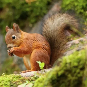 Red Squirrel identification in Cordova, TN |  Allied Termite & Pest Control