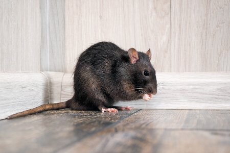 Rat and Mice Identification in your area