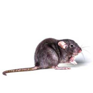 Roof Rat identification in Cordova, TN |  Allied Termite & Pest Control