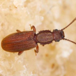Sawtoothed Grain Beetle identification in Cordova, TN |  Allied Termite & Pest Control