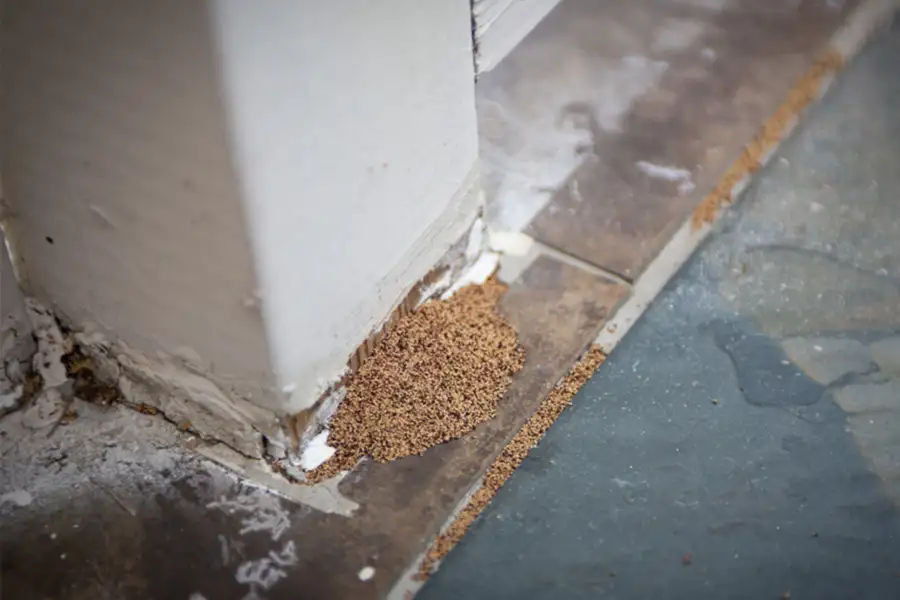 A termite mount at the base of a floor board - keep termites away from your home with Allied Termite and Pest Control in TN