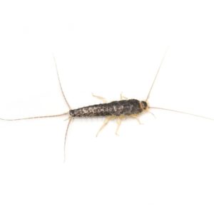 Silverfish identification in Cordova, TN |  Allied Termite & Pest Control