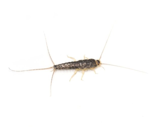 Silverfish identification in Cordova, TN |  Allied Termite & Pest Control