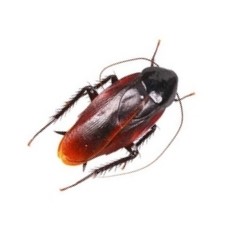 Smoky Brown Cockroach identification in Memphis, TN |  Allied Termite & Pest Control