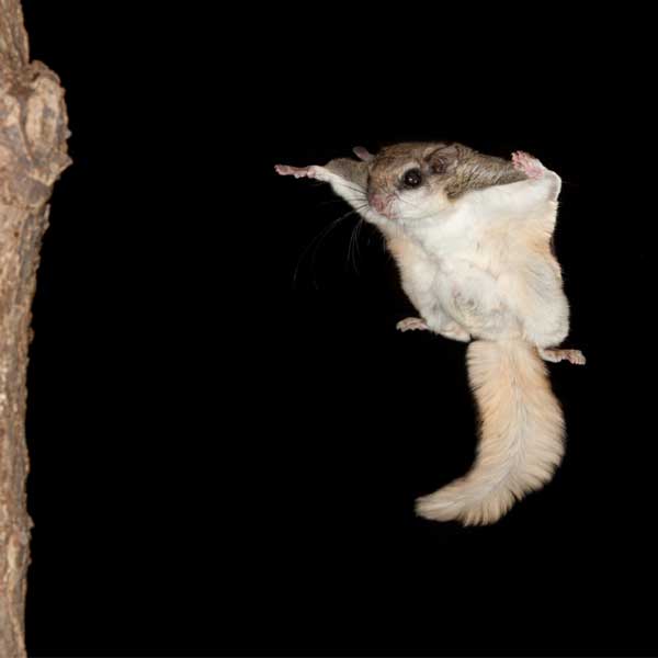 Southern Flying Squirrel identification in Cordova, TN |  Allied Termite & Pest Control