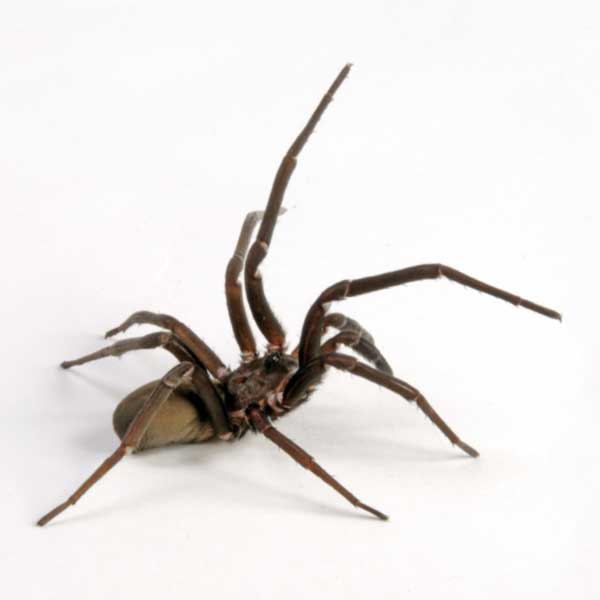 Southern House Spider identification in Cordova, TN |  Allied Termite & Pest Control