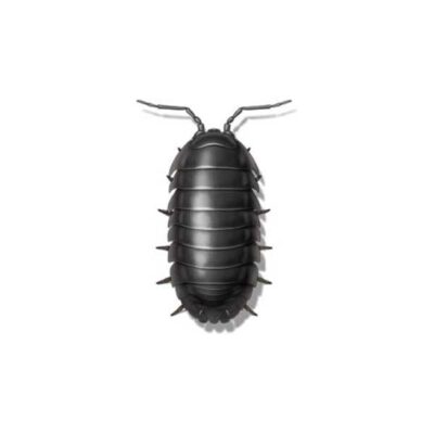 Sow Bug | Allied Termite & Pest Control serving Memphis, TN