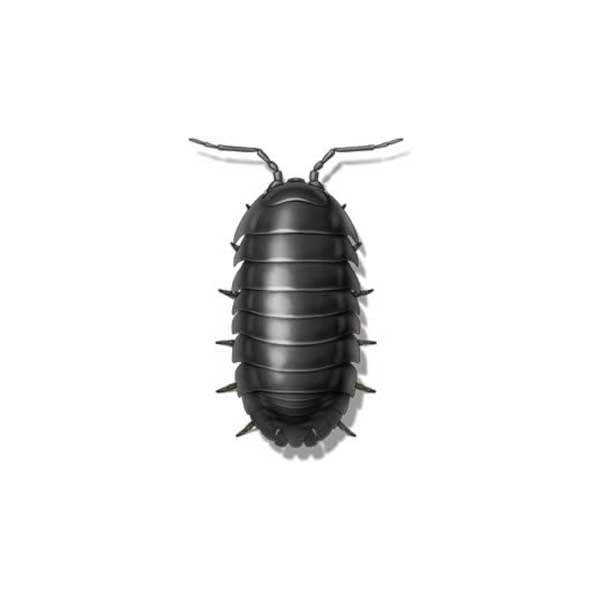 Sow Bug | Allied Termite & Pest Control serving Memphis, TN
