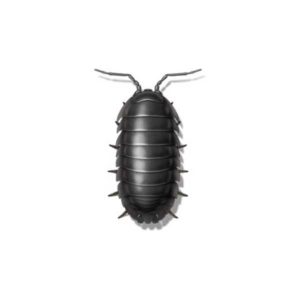 Sowbug identification in Cordova, TN |  Allied Termite & Pest Control