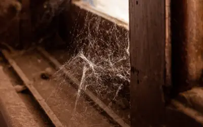 Signs of a Spider Infestation in Your Home in your area
