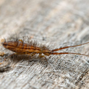 Springtail identification in Cordova, TN |  Allied Termite & Pest Control
