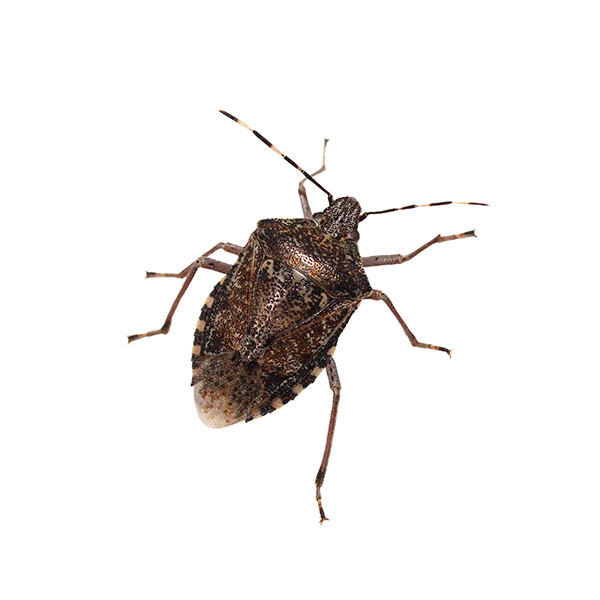 Stink Bug identification in Cordova, TN |  Allied Termite & Pest Control