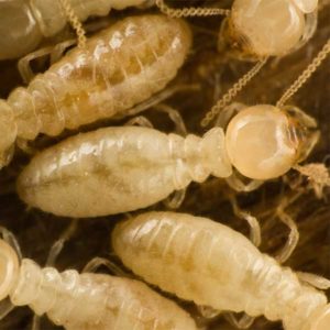 Subterranean Termite Identification in Cordova, TN |  Allied Termite & Pest Control