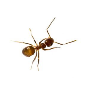 Tawny Crazy Ant identification in Cordova, TN |  Allied Termite & Pest Control