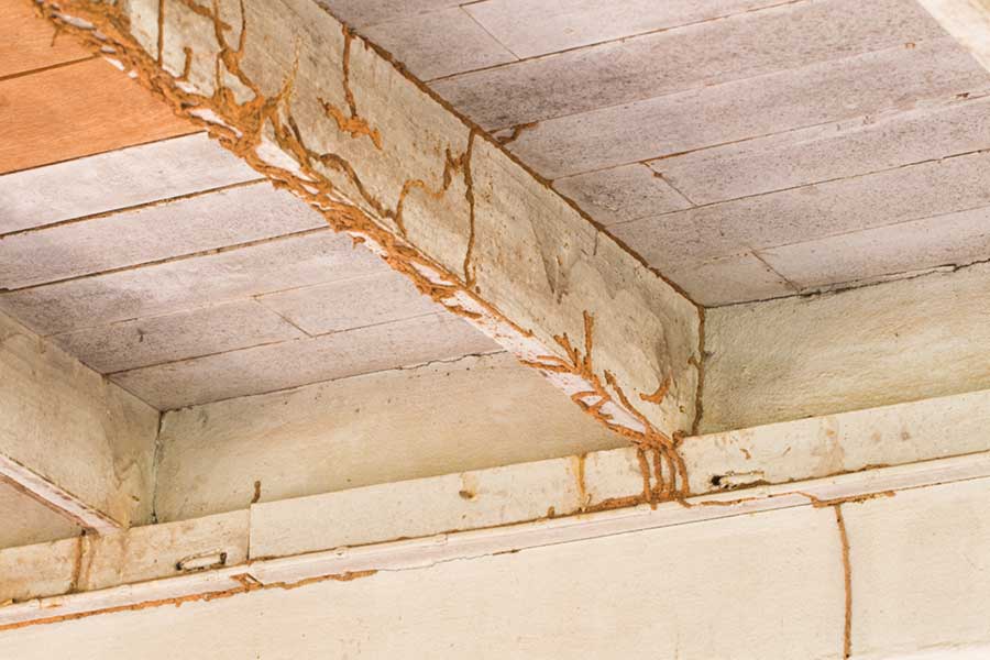 How do you fix termite damage in Cordova, TN |  Allied Termite & Pest Control