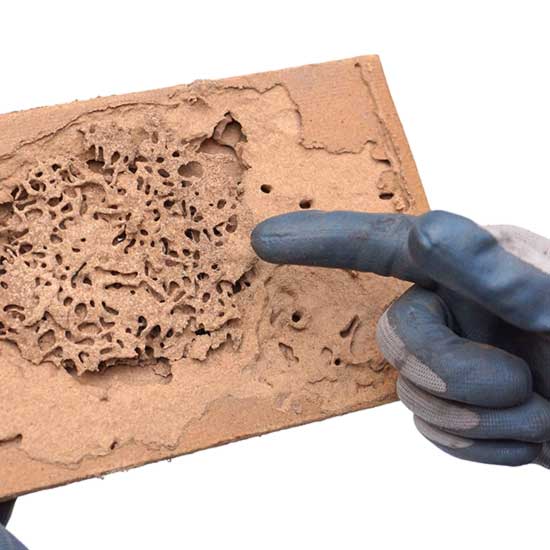 Termite Damage in Cordova, TN |  Allied Termite & Pest Control