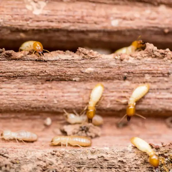 A cluster of termites on a log - Keep termites away from your home with Allied Termite and Pest Control in TN