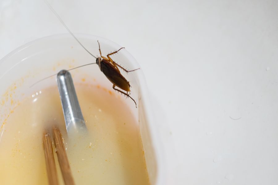Will termite treatment kill other bugs in Cordova, TN |  Allied Termite & Pest Control