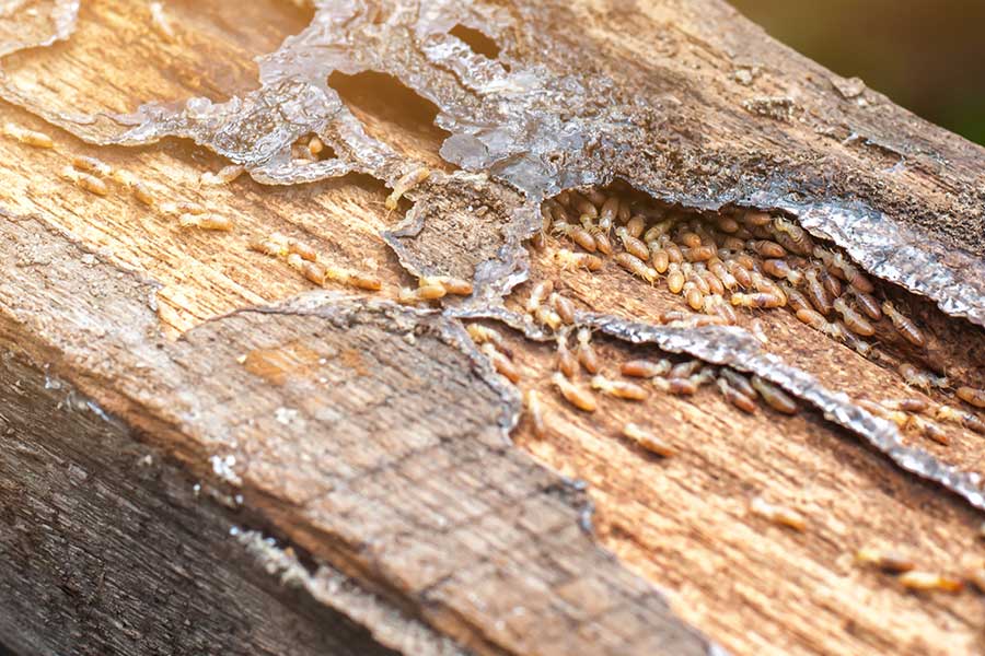 Where termites are located in Cordova, TN |  Allied Termite & Pest Control